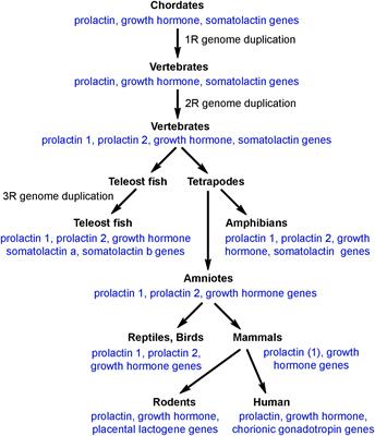 Secretion and Function of Pituitary Prolactin in Evolutionary Perspective